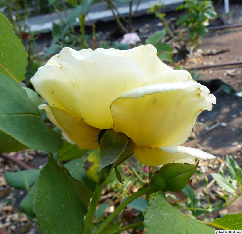 'Primo Sole ®' rose photo