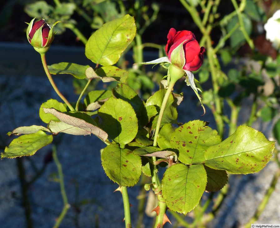 'Samantha ® (hybrid tea, Warriner 1974)' rose photo