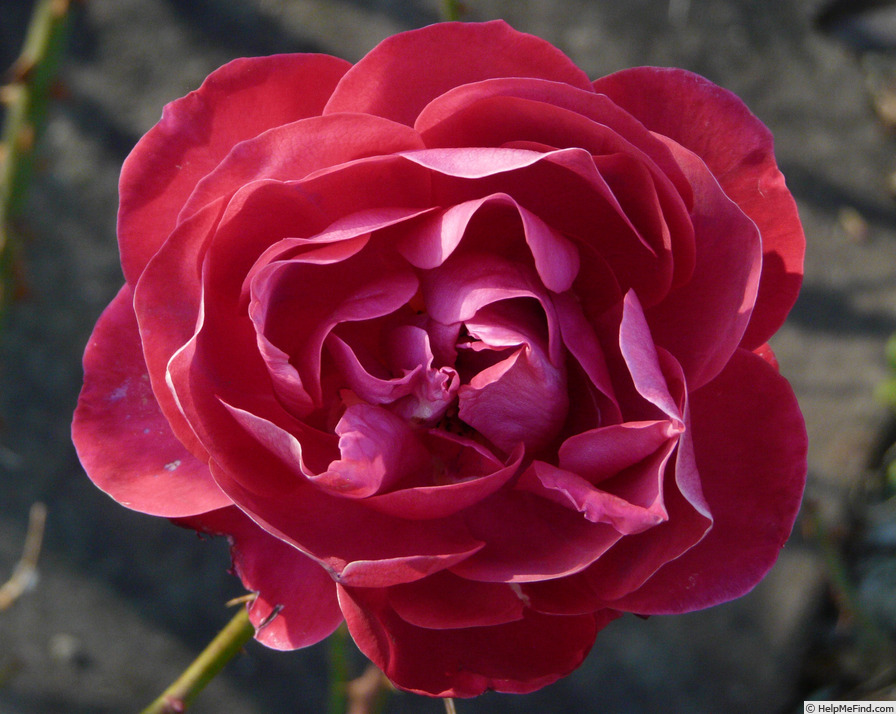 'Samantha ® (hybrid tea, Warriner 1974)' rose photo