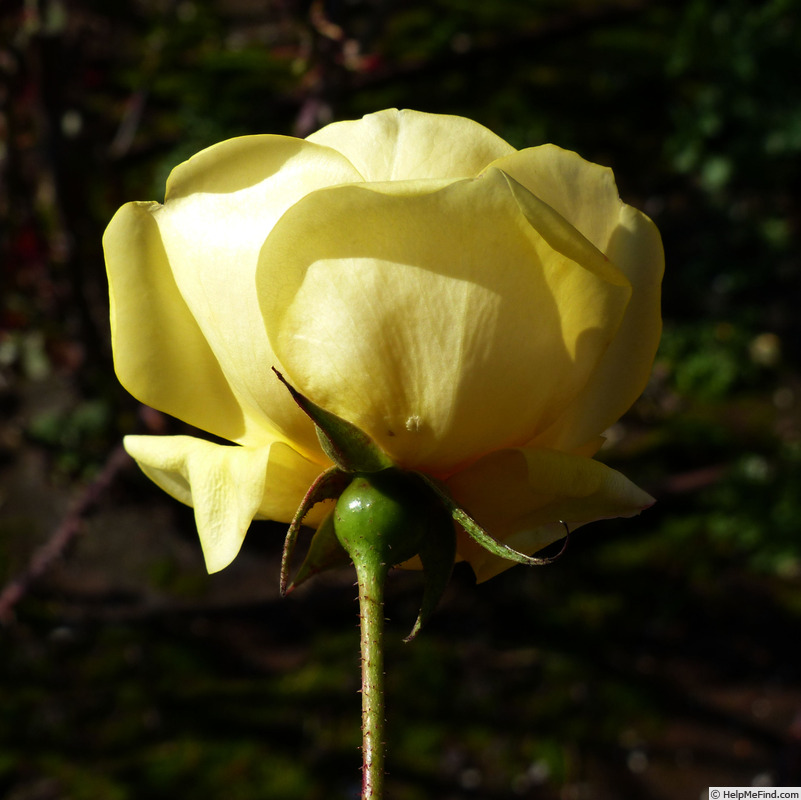 'Emil Nolde' rose photo