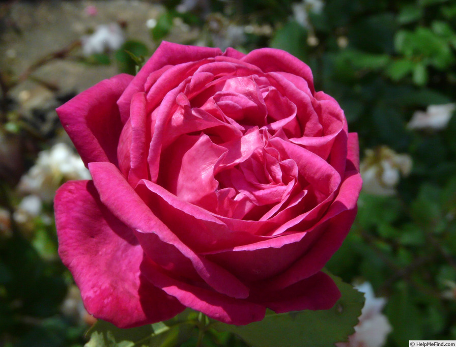 'Cramoisi Supérieur' rose photo