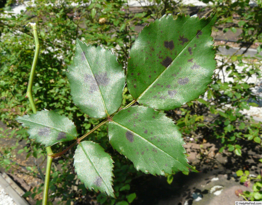 'Cramoisi Supérieur' rose photo