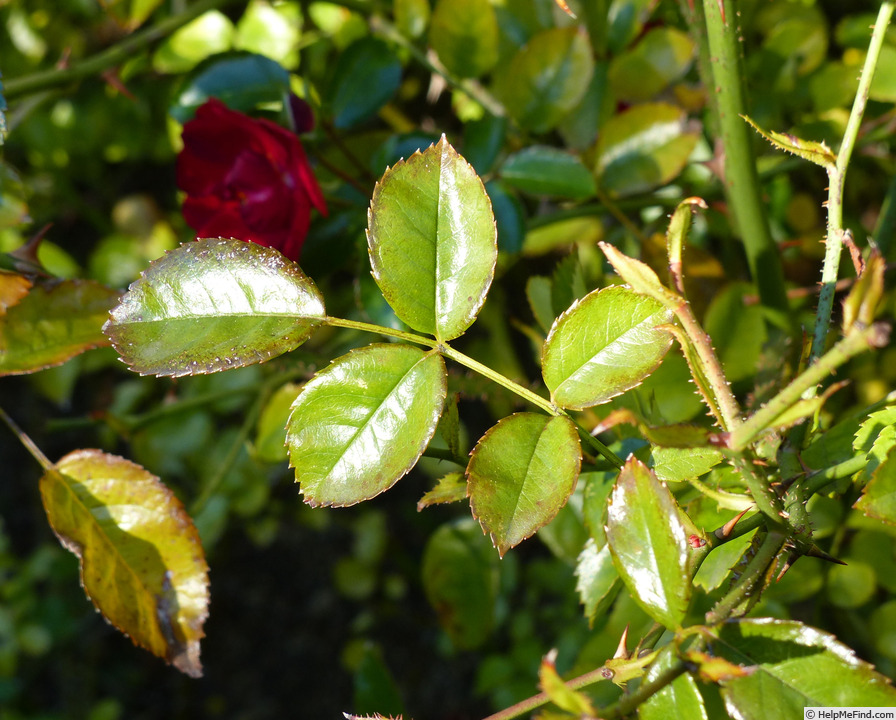 'Alcantara' rose photo