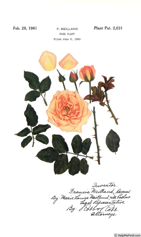 'Vassar Centennial' rose photo