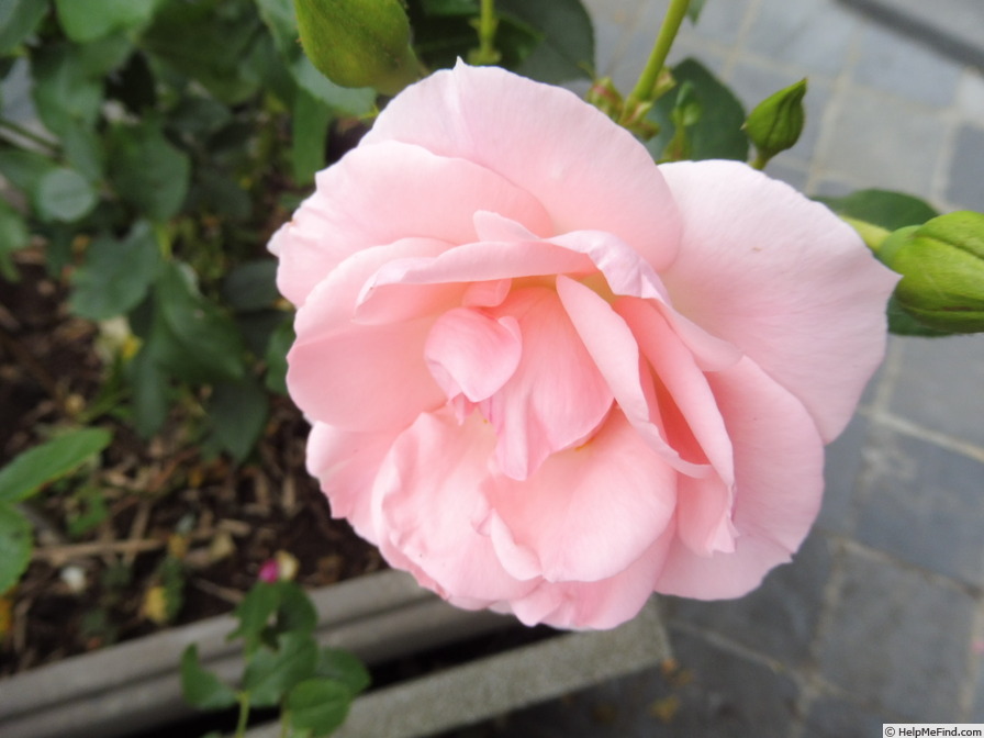 'Rosenprofessor Sieber ®' rose photo