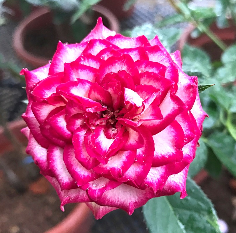 'Imp' rose photo