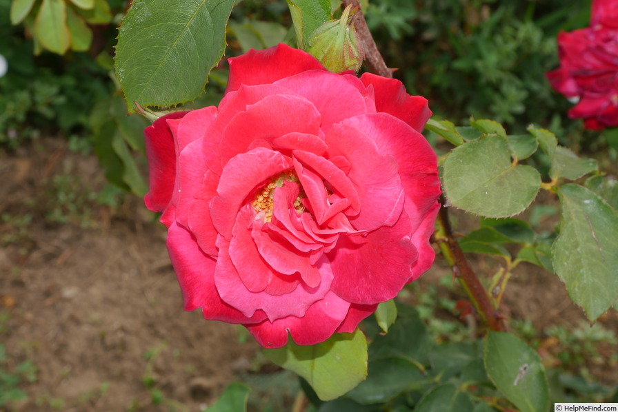 'Vision ® (hybrid tea, Dickson, 1967)' rose photo