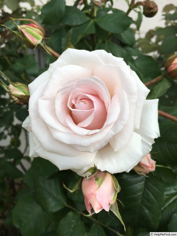 'Rosa Belmonte' rose photo