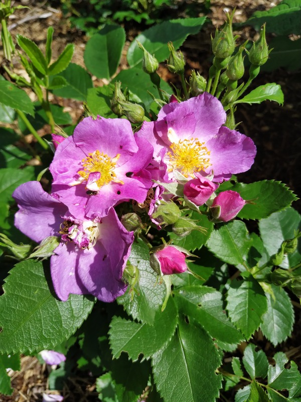 'CHEwbluemore' rose photo