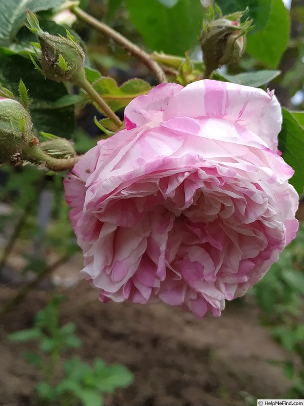 'Centifolia Variegata' rose photo