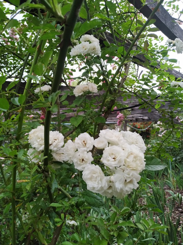 'Pemberton's White Rambler' rose photo