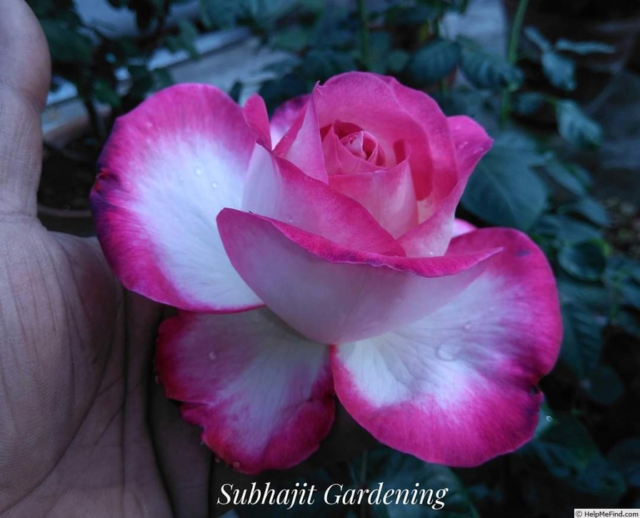 'California Dreaming' rose photo