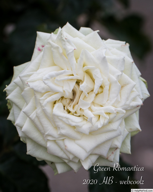 'Green Romantica ®' rose photo