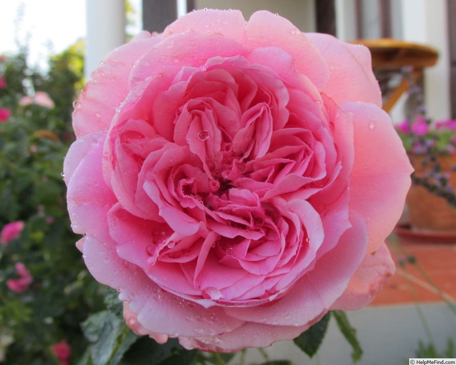 'Comtesse Panarosa ™' rose photo