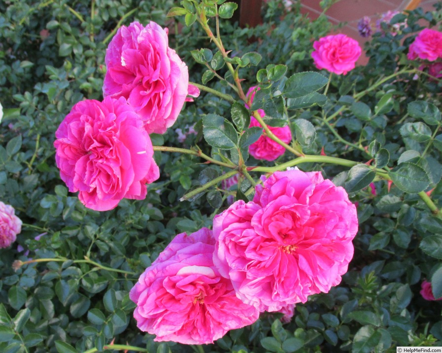 'POULgrandel' rose photo