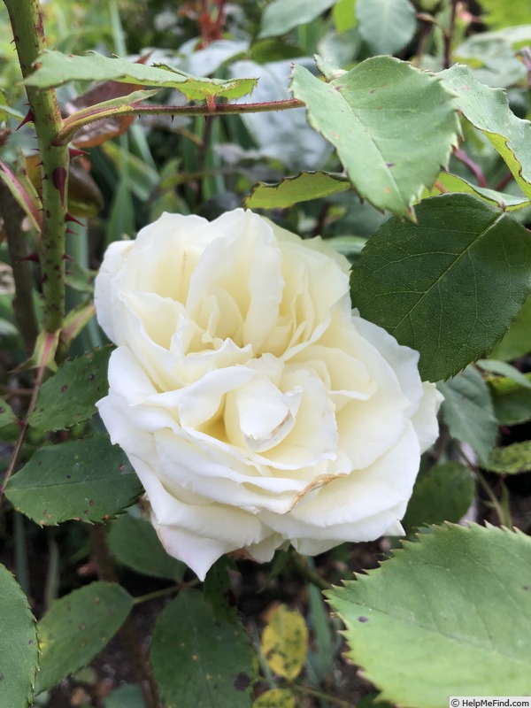 'Edith Krause' rose photo