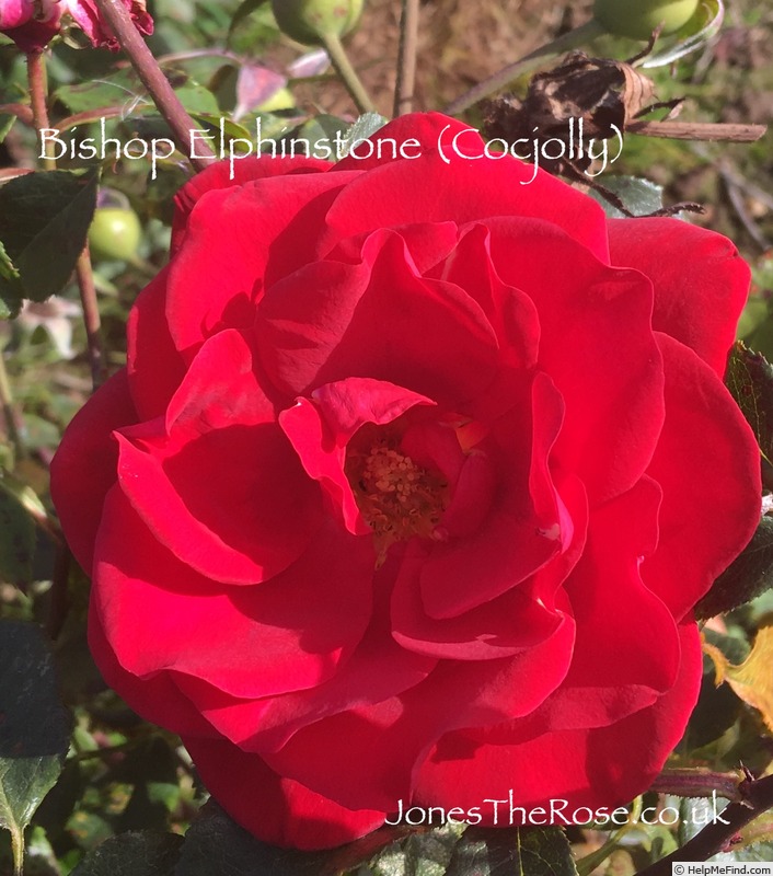 'Bishop Elphinstone' rose photo