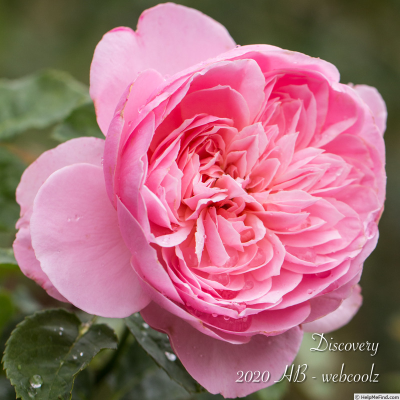 'Discovery (shrub, Clement, 2004)' rose photo