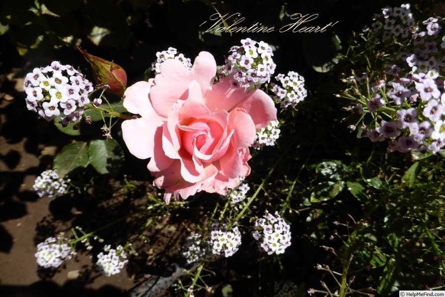 'Valentine Heart' rose photo