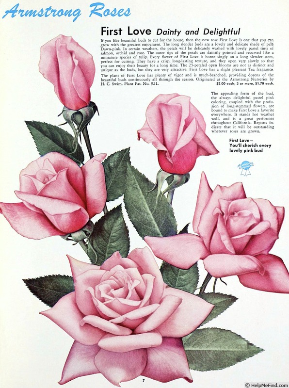 'First Love (hybrid tea, Swim, 1950)' rose photo