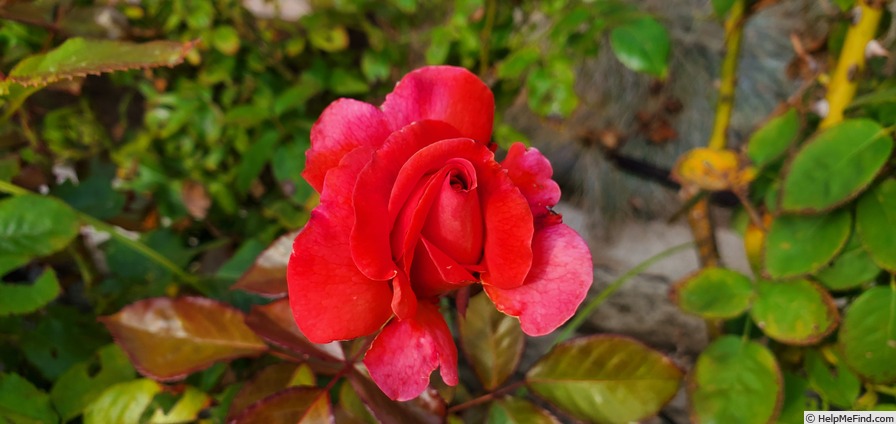 'Isidingo' rose photo