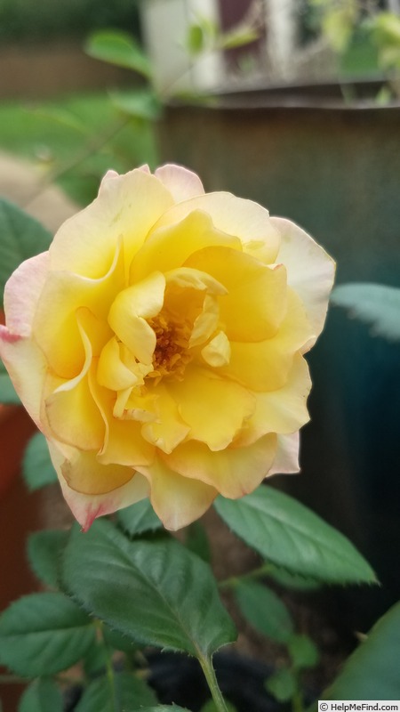 'Sweet Mallie' rose photo