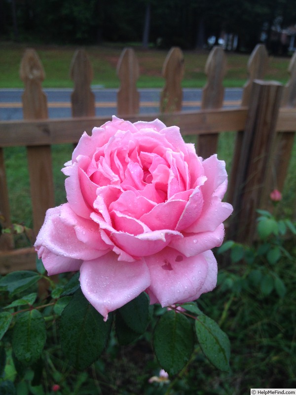 'Pink Princess (Hybrid Tea, Brownell, 1939)' rose photo