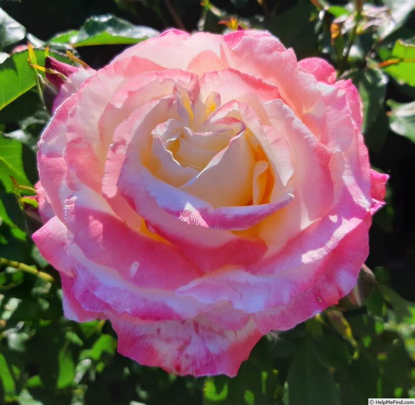 'Athena ® (hybrid tea, Kordes, 2002)' rose photo