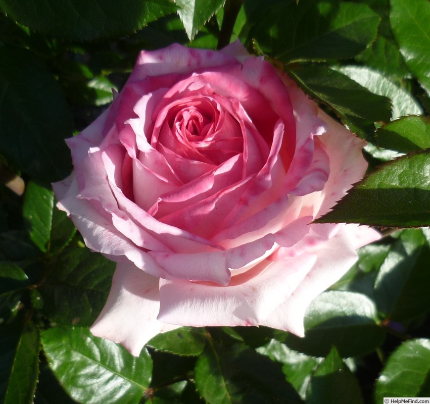 'Wedding Bells ® (hybrid tea, Kordes 2001)' rose photo