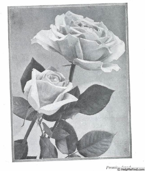 'Premier (hybrid tea, Gurney Hill, 1918)' rose photo
