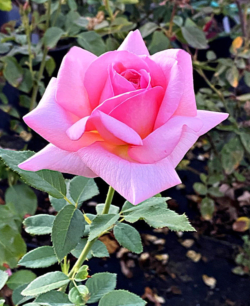 'Wellworth' rose photo