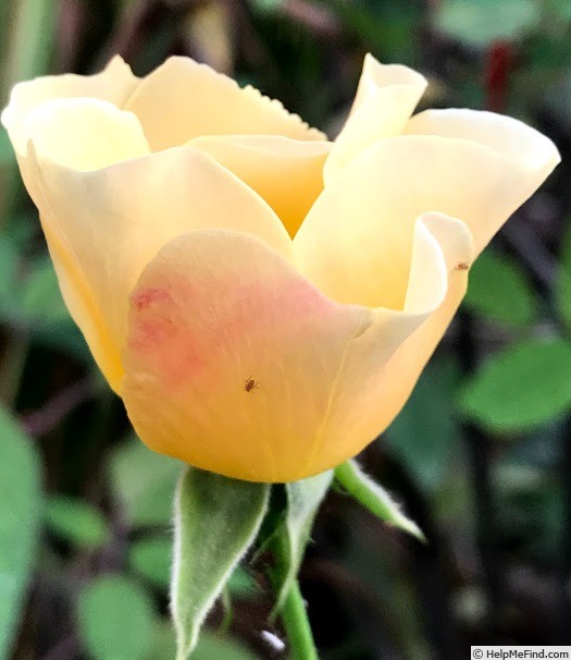'Dairy Maid' rose photo