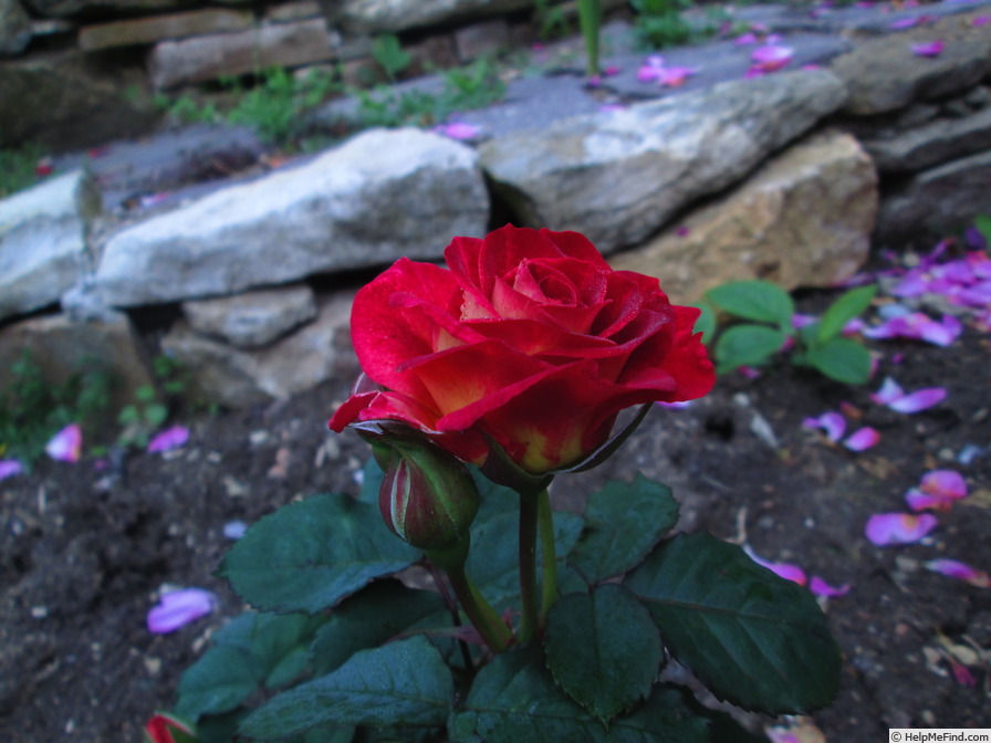 'Bernard Mas ®' rose photo