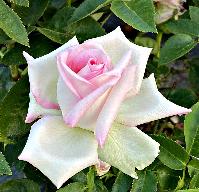 'Catherine Cookson' rose photo