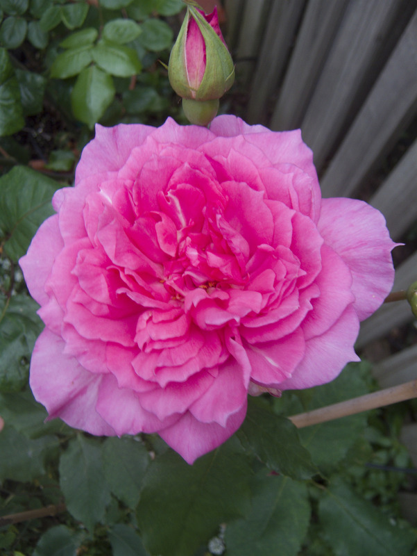 'Diana Allen' rose photo