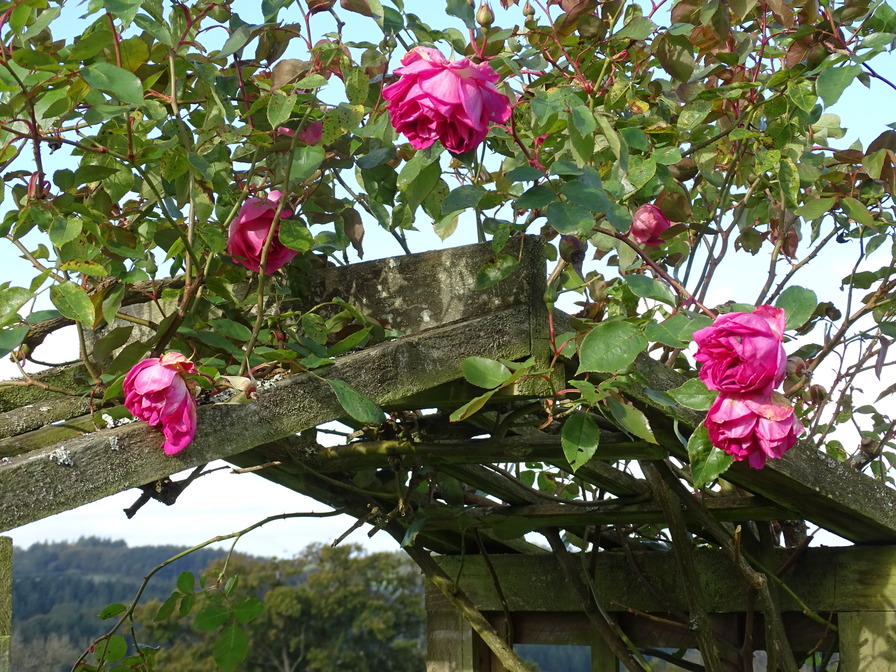 'Sir Paul Smith' rose photo