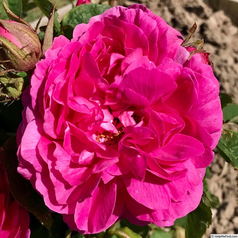 'Rose du Roi (portland, Lelieur, 1812)' rose photo