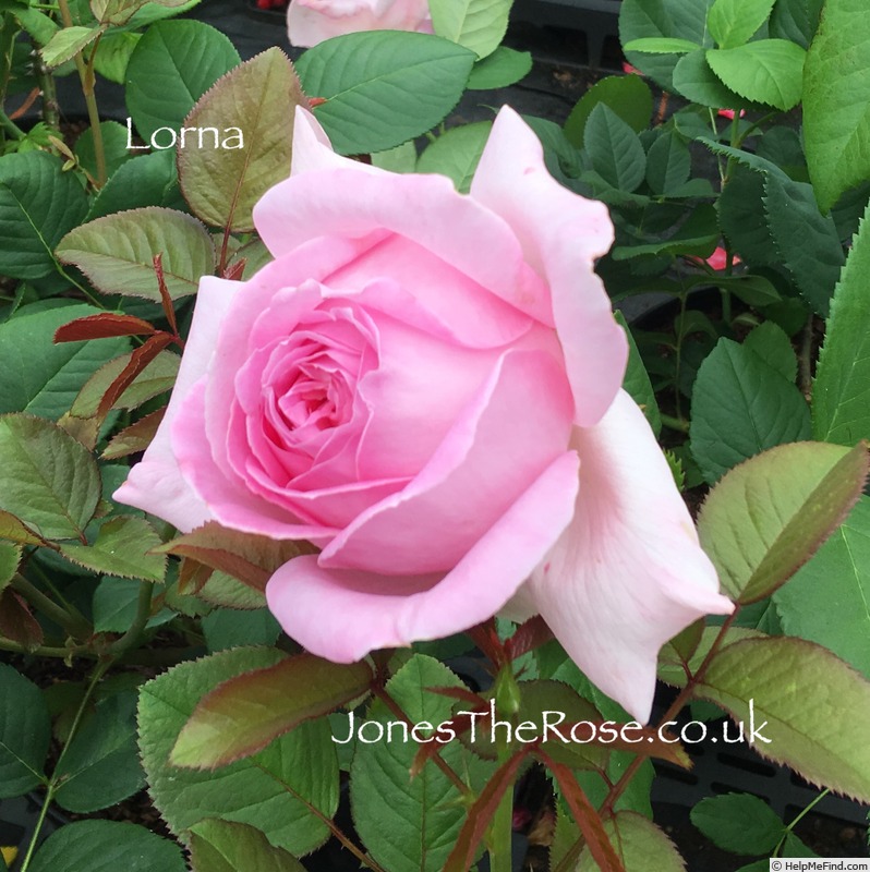 'Lorna (floribunda, Cocker, 2003)' rose photo
