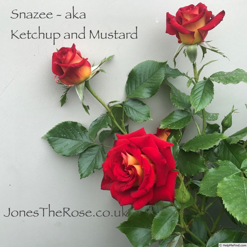 'Snazzee' rose photo