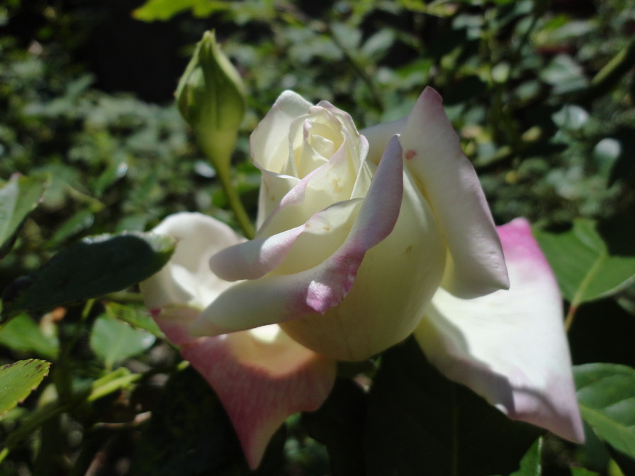 'White Maman Cochet' rose photo