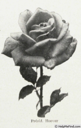 'President Hoover' rose photo