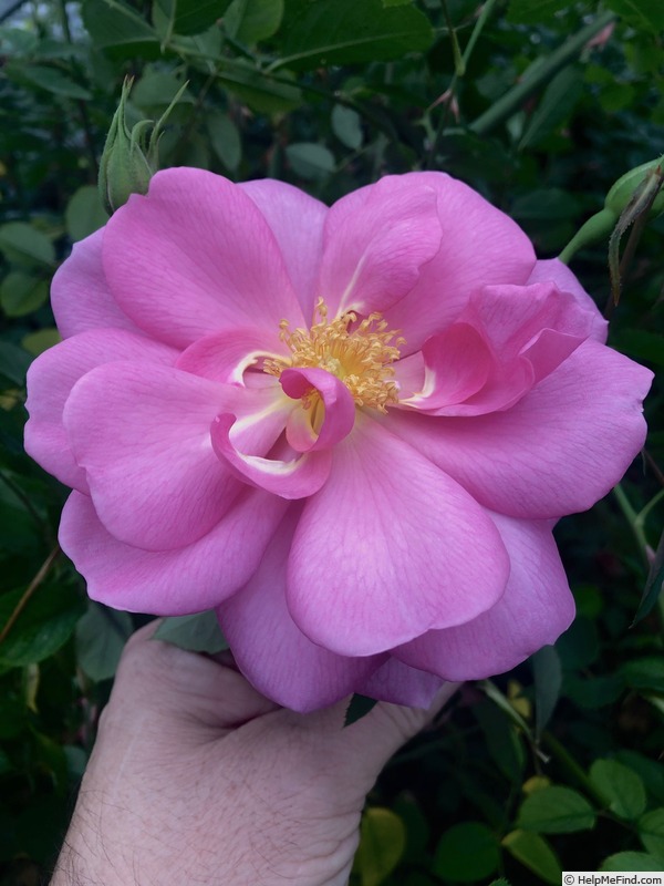 'Cariad' rose photo