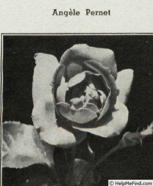 'Angèle Pernet (pernetiana, Pernet-Ducher, 1923)' rose photo
