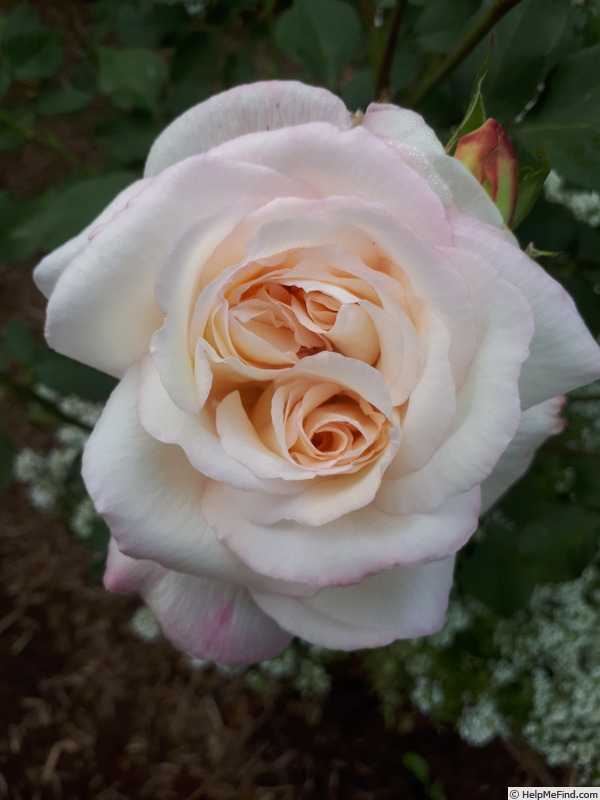 'Crown Princess Mary ™' rose photo