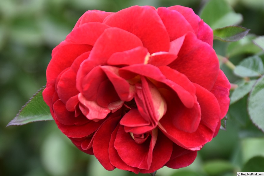 'KORsehendie' rose photo