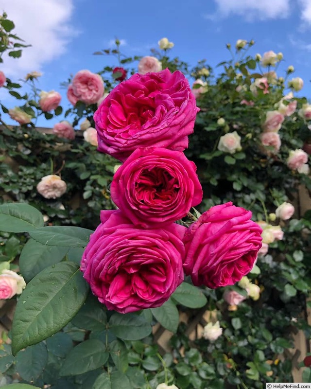 'Hollywood Dandy' rose photo