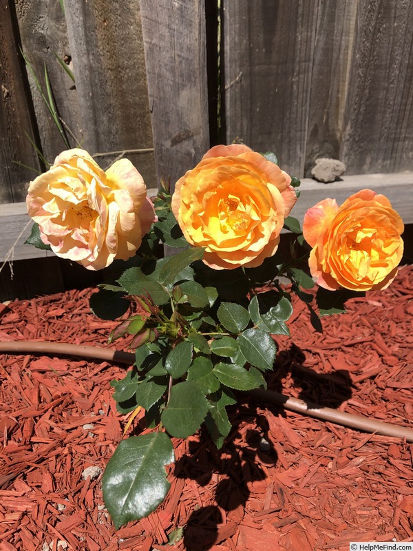 'My Yellow' rose photo