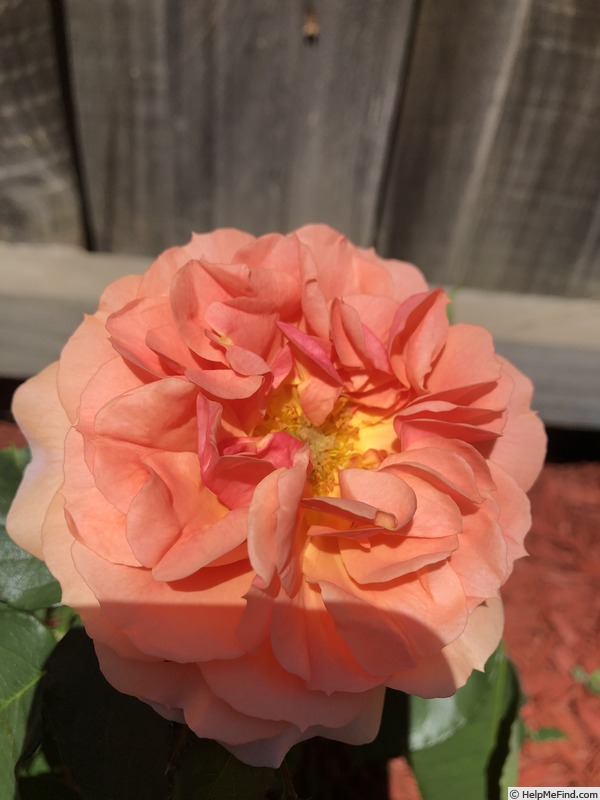 'Elysium Fields' rose photo