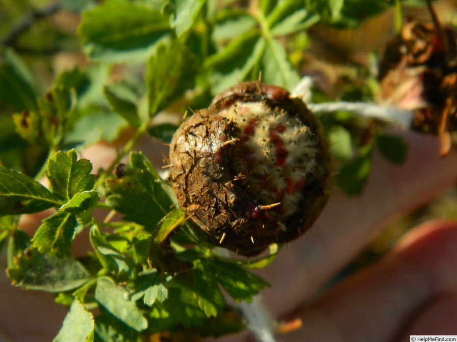 'R. stellata mirifica' rose photo