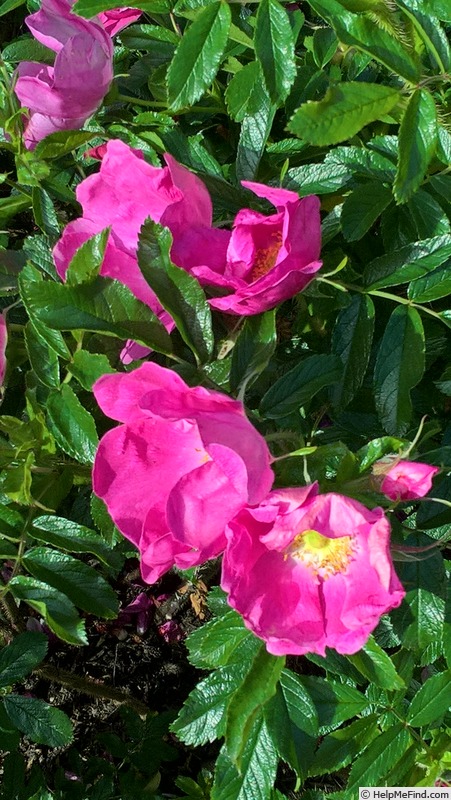 '<i>Rosa nitida</i> Willd.' rose photo